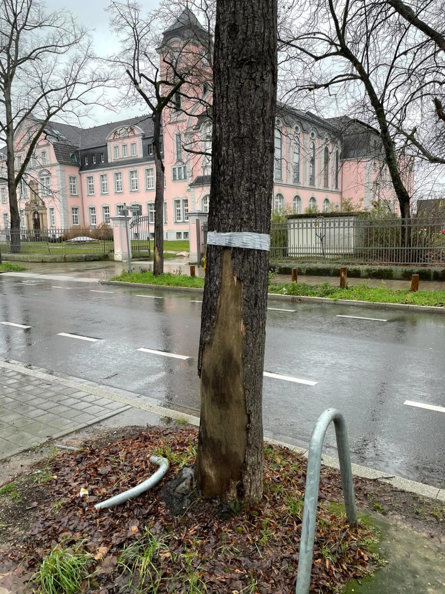 Baum Preußenstraße